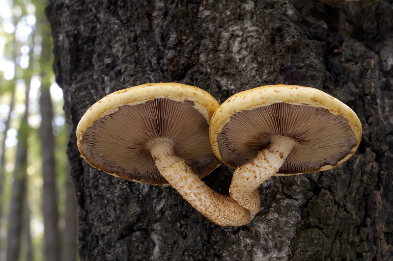 Pholiota limonella